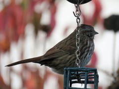 Melospiza melodia morphna