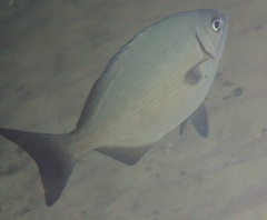 Kyphosus bigibbus