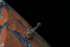 Pyrops candelaria