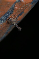 Pyrops candelaria