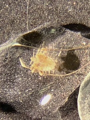 Pthirus pubis