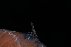 Pyrops candelaria