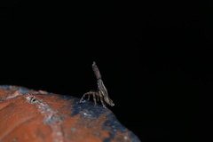 Pyrops candelaria