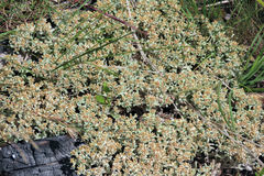 Helichrysum litorale