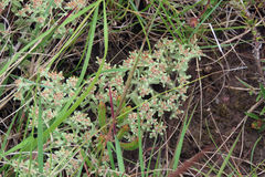 Helichrysum litorale