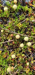 Leptinella pyrethrifolia