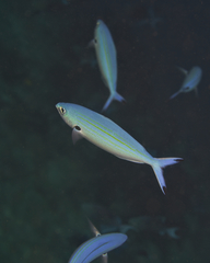 Caesio varilineata