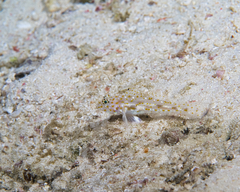 Fusigobius