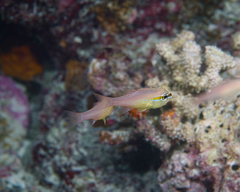 Ostorhinchus apogonoides