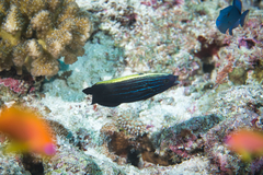 Labropsis xanthonota