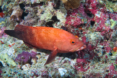 Cephalopholis spiloparaea