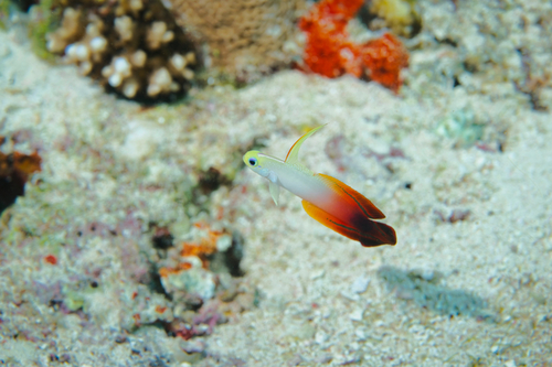 Fire Dartfish — seen at this dive site