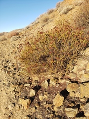 Eriogonum fasciculatum