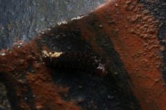 Trypanophora