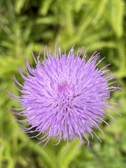 Cirsium hupehense