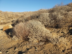 Encelia farinosa