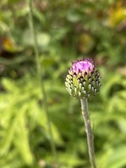 Cirsium hupehense