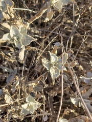 Encelia farinosa