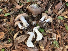 Entoloma subsaundersii
