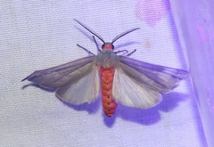 Pygarctia murina