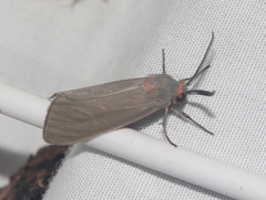 Pygarctia murina
