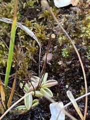 Pinguicula lusitanica