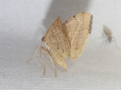 Taeniogramma octolineata