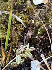 Pinguicula lusitanica