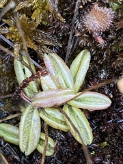 Pinguicula lusitanica