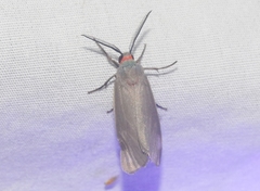 Pygarctia murina