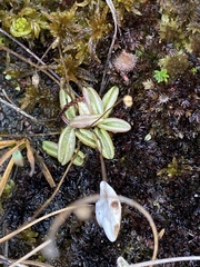 Pinguicula lusitanica