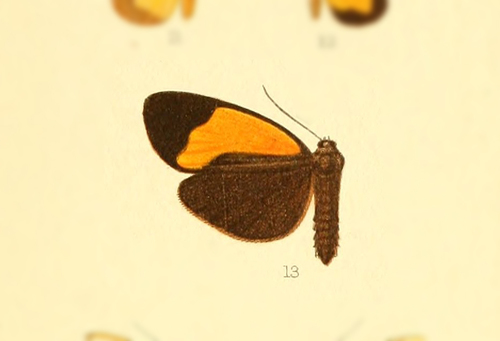 Paratype basivitta