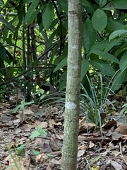 Pterorhinus perspicillatus