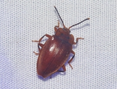 Epipocus unicolor