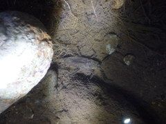 Laccotrephes japonensis