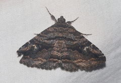 Zaleops umbrina