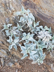 Encelia farinosa