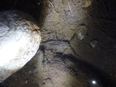 Laccotrephes japonensis