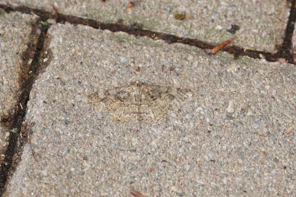Mottled Beauty