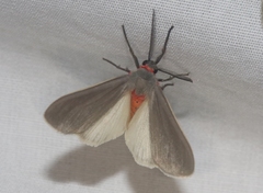 Pygarctia murina