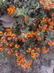 Podolobium procumbens