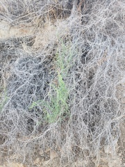 Magnoliopsida