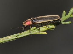 Photinus knulli