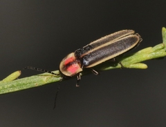 Photinus knulli