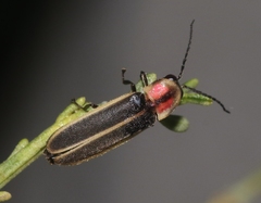 Photinus knulli