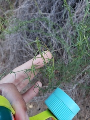 Magnoliopsida