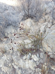 Eriogonum fasciculatum