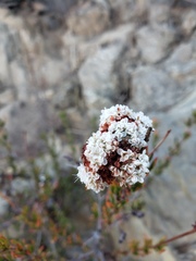 Eriogonum fasciculatum