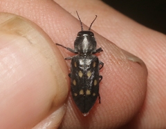 Melanophila consputa