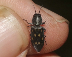 Melanophila consputa